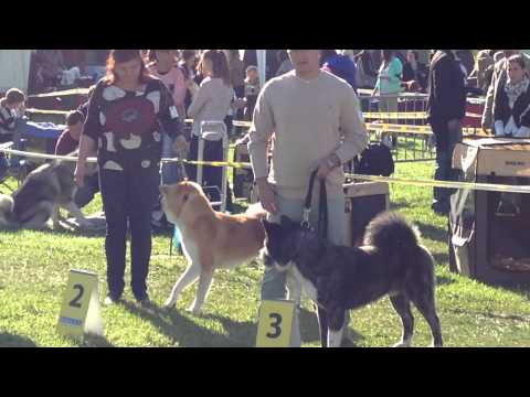 MS. Národní Výstava  psů Brno 2014 - Vítězové