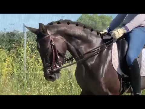 BLACK PRE -Andalusian mares , 2020 and 2017 , basic price range , April 2024 video