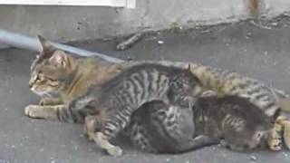 猫の「みーちゃん」