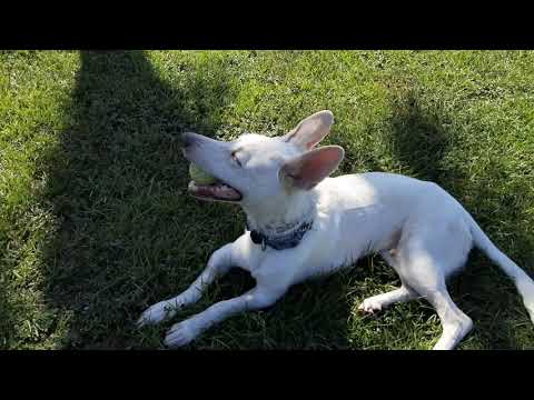 Dog For Adoption Mikey A White German Shepherd Basset Hound Mix In St Petersburg Fl Petfinder