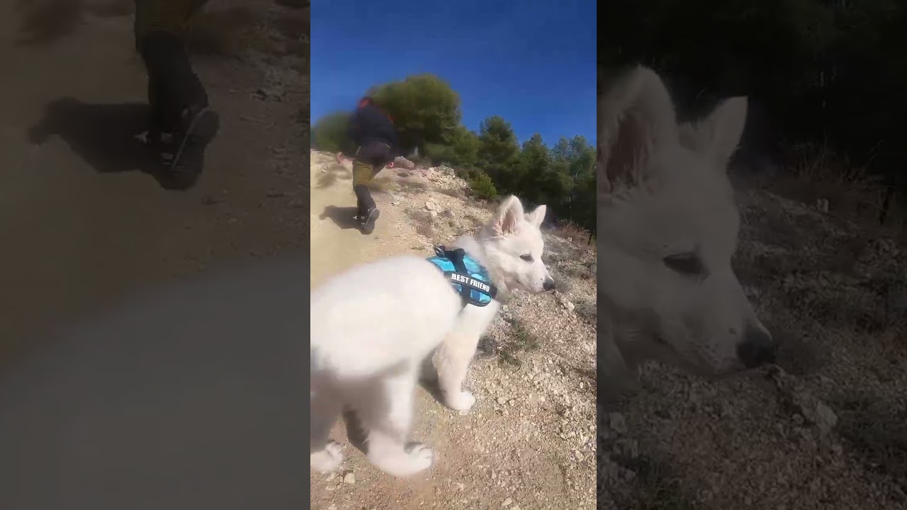 Watch Jade, nuestro pastor blanco suizo Now Jade, nuestro pastor blanco suizo