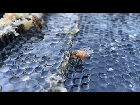 Full Honey Extraction of 1.4 Tons Of Honey! | Full Process