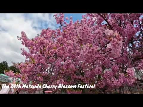 Matsuda Cherry Blossom Festival_2023