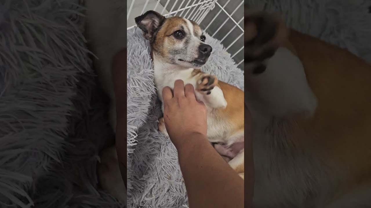 Enlarge Cameo #5060, a Adoptable mixed breed in Studio City, CA video 5/6