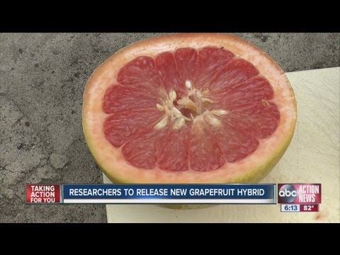 Researchers prepare to release UF914, a new grapefruit that may not cause 'grapefruit effect'