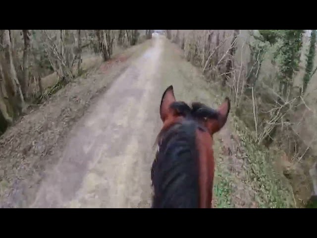 Jolie jument AQPS 6 ans pour CSO/CCE ou Endurance