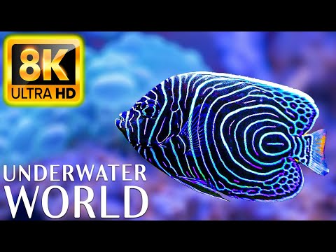 Underwater World 8K ULTRA HD – Marine Life, Sea Animals and Coral Reef