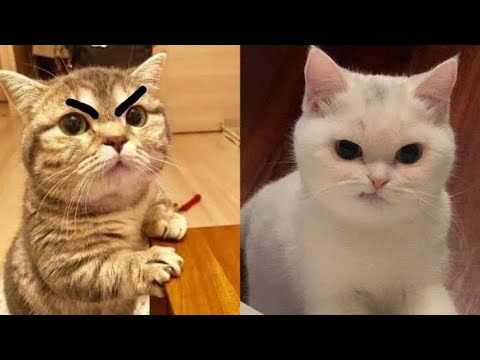 Angry Cats Videos | Angry cat Compilation
