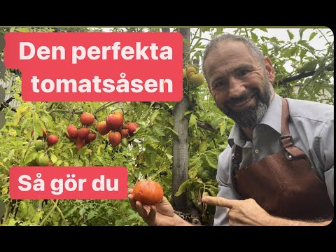 Så gör du den perfekta tomatsåsen