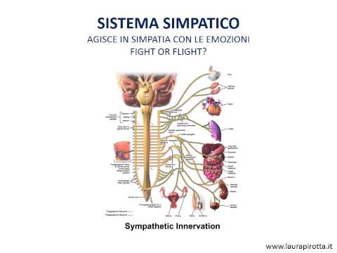 31. The autonomic nervous system (ANS)