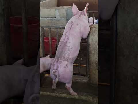 never get tired #pigindustry #animals #pigfeed #pigbreeding #farming101 #hogger #pig #pigfarming