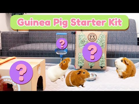 , title : 'Guinea Pig Care Starter Kit for Beginners: The Essentials | GuineaDad'