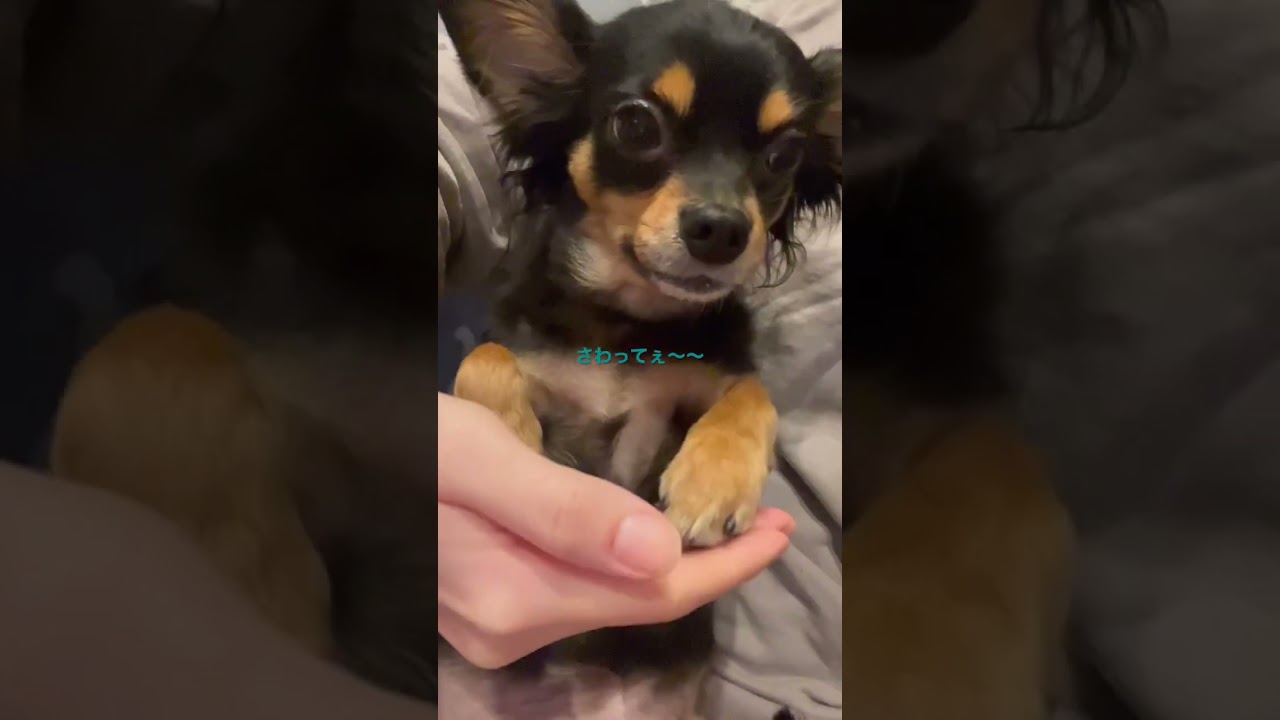 触って〜〜の手🐾