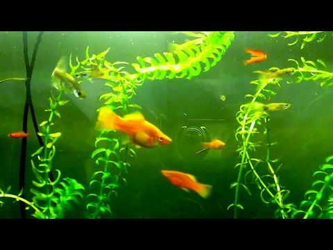 Мой аквариум с меченосцами и гуппиями.