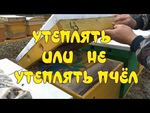 УТЕПЛЯТЬ ИЛИ НЕ УТЕПЛЯТЬ ПЧЁЛ