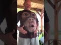 Stop Monkeying Around And Get Your Online Marketing Strategy Sorted Today