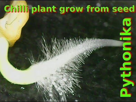 Chilli Plant Seed Germination Time-lapse (First 12 Days of Life)