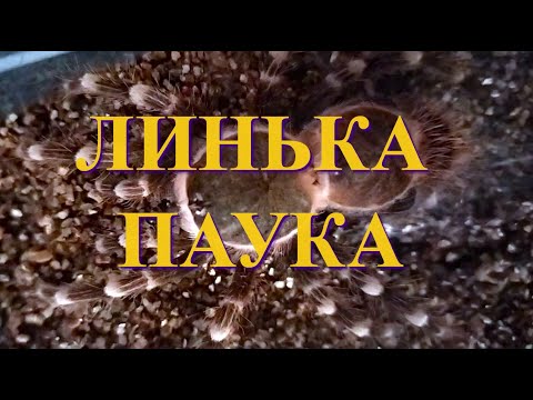 Линька паука - птицееда. Таймлапс.