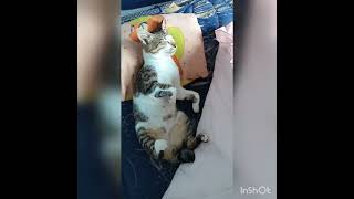 女王様の玩具の猫　熟睡中