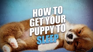 How To Get A Puppy To Sleep Through the Night