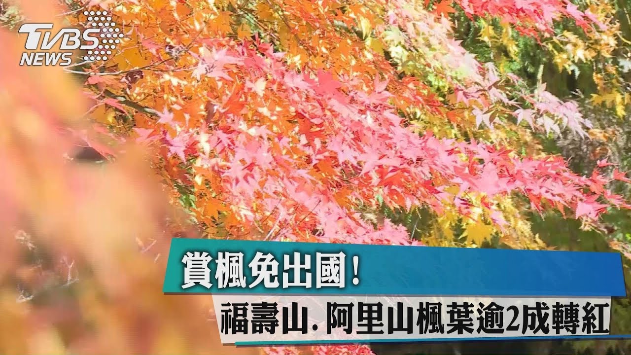 賞楓免出國! 福壽山、阿里山楓葉逾2成轉紅