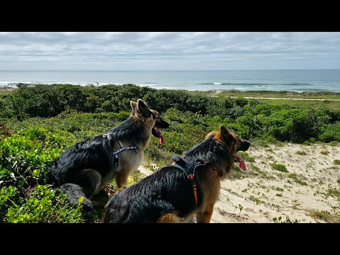 Trilha da Praia Grande em São Francisco do Sul com Pastores Alemães | 4K