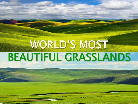 🌾 🌍 World’s Most Beautiful Grasslands | Nature’s Untouched Masterpieces by Senthil Kurunthachalam🌍🌾
