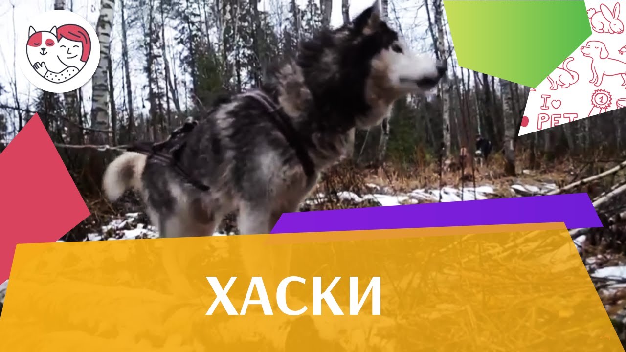 Хаски Дрессировка на iLikePet