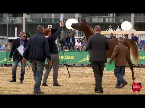N.22 AJMER MONISCIONE - Bergamo 2018 - Yearling Colts (Class 2B)