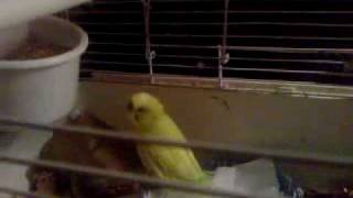 Budgie after stroke