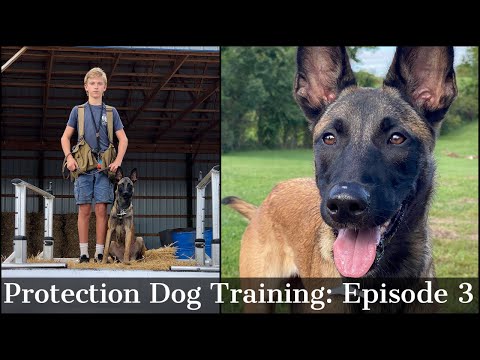 Teaching My Son To Train Protection Dogs Episode 3 | Malinois & Dutch Shepherd