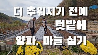 춥다. 양파부터 심어야 겠음. 텃밭 양파,마늘 심기