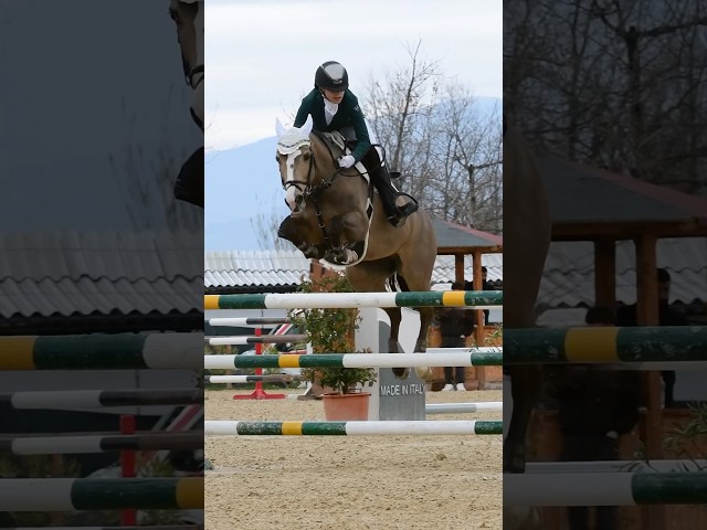 Cavalla PFS Pony Francese da Sella In vendita 2014 Baio