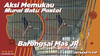 Download lagu Aksi Memukau Murai Batu Pastol Barongsai Mas Koh Ahin | Jayakarta Cup Masterpiece mp3