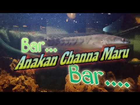 anakan-channa-maru-barbar-hobby-barushort