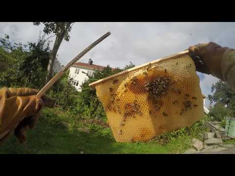 Kupbyte TBH till Uppstaplings inför vintern i Kungsladugårds bigård