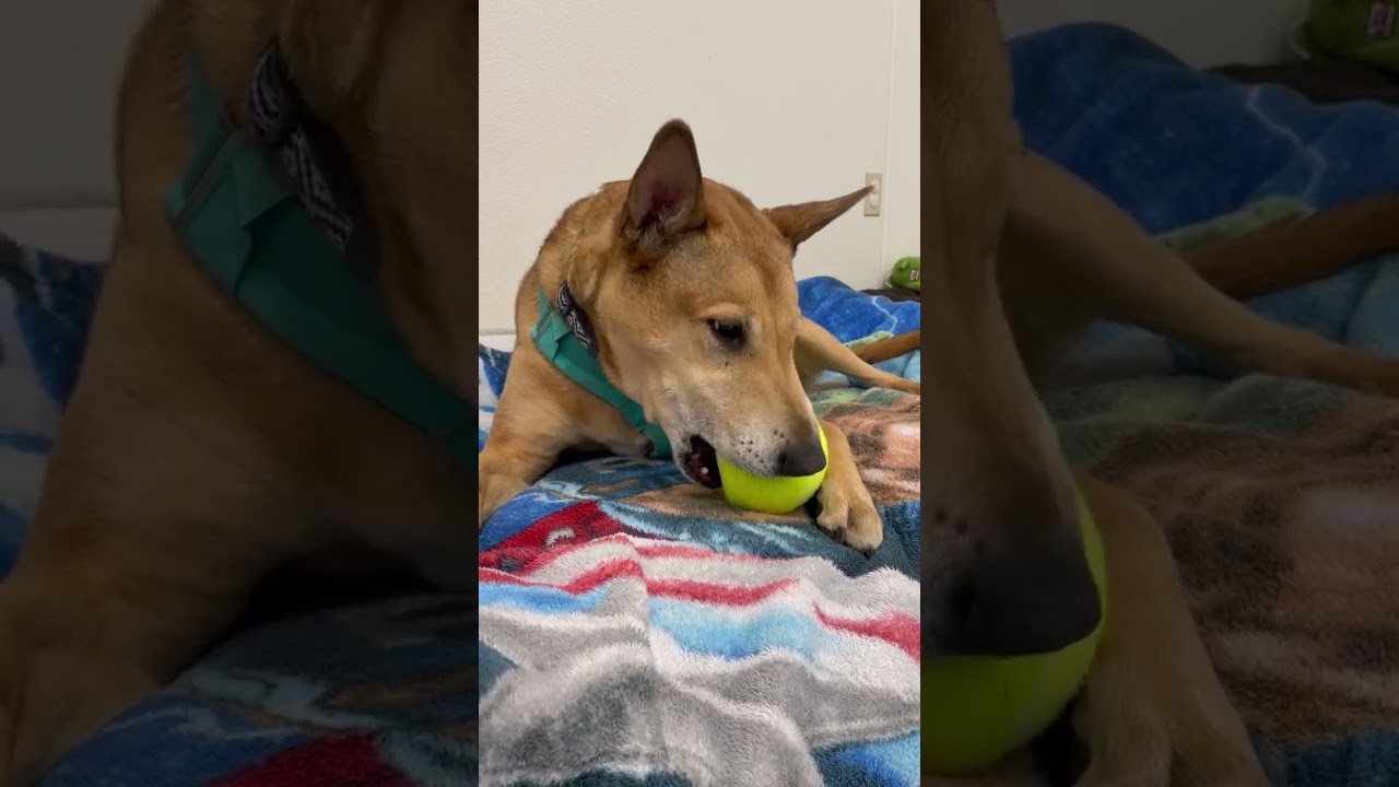 Enlarge Bobby, a Adoptable mixed breed in Woodinville, WA video 6/6