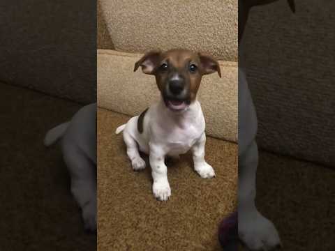 Small Puppy Jack Russell is barking #puppy #barking #pets