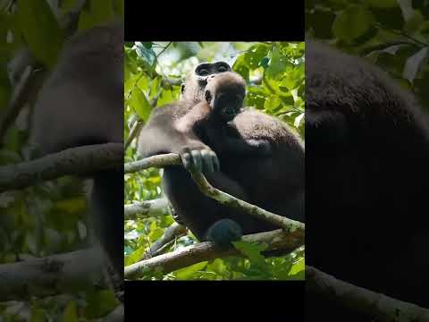 Makumba-Silverback Gorillas#wildlife #jungle #interestingfacts #gorilla