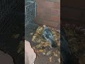 Mavis the wild pigeon keeping em eggs warm. Day 12 #birds #subscribe #pigeon