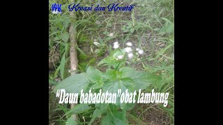 Download lagu Daun babadotan obat lambung...herbal alami mp3