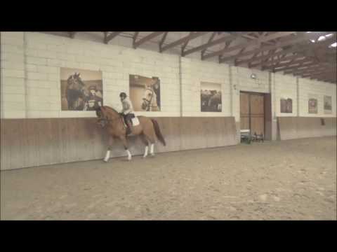 training 8 yo dressage hann gelding by Royal Blend