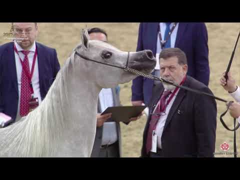 N 68 TOYA AL ROWDHA   10th Qatar International Arabian Peninsula Horse Show 2020   3 Years Old Filli