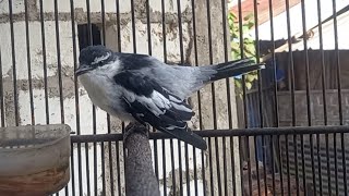 Download lagu BIKIN GACOR KAPASAN KEMIRI mp3