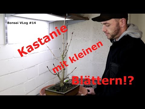 Kastanie und kleine Blätter? Meine Methode für kleinere Blätter an der "Castanea" | Bonsai VLog #14