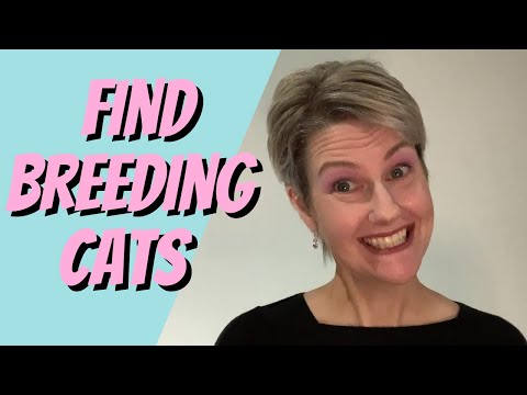 Can’t Find Breeding Cats?  TRY THIS!