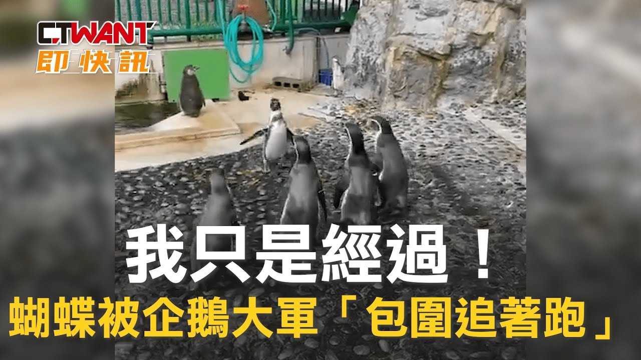 圖說-我只是經過！蝴蝶被企鵝大軍「包圍追著跑」