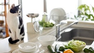 How to Keep Your Cat Off Counters | Cat Care