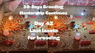 Giving Our Chickens Lasota Vaccine at the End of Brooding | Protecting Against Newcastle Disease