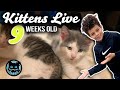 Kittens Live Stream Baby Kittens 9 Weeks Old 4 Days